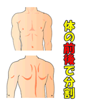 体の前後での分割