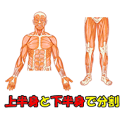 上半身と下半身での分割